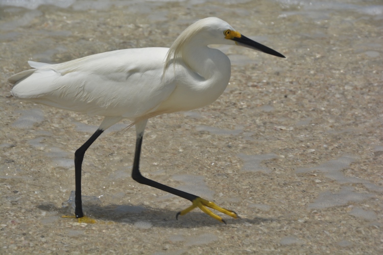 snowy egret at the water's edge